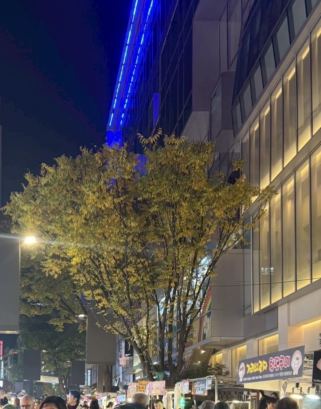 江南区の街路樹
